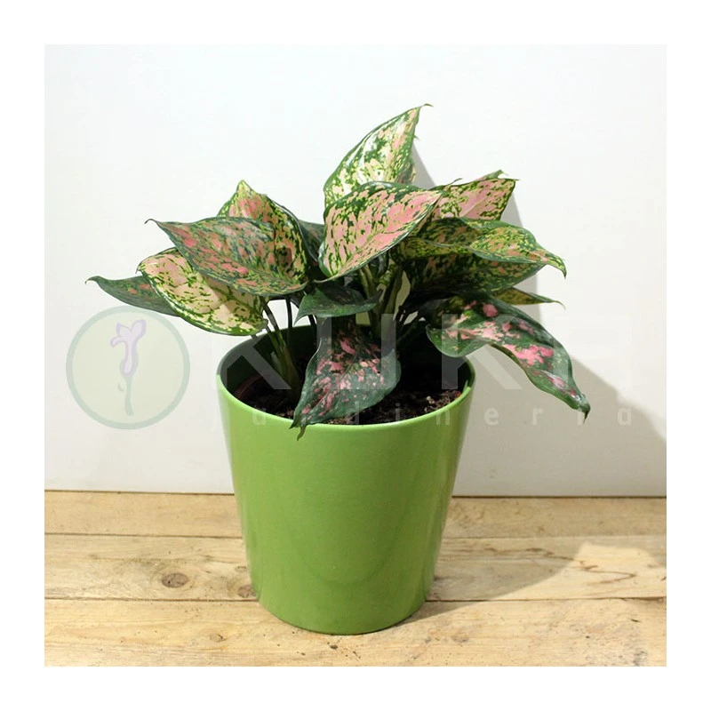 Aglaonema Cherry Baby - Imagen 2