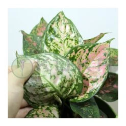 Aglaonema Cherry Baby