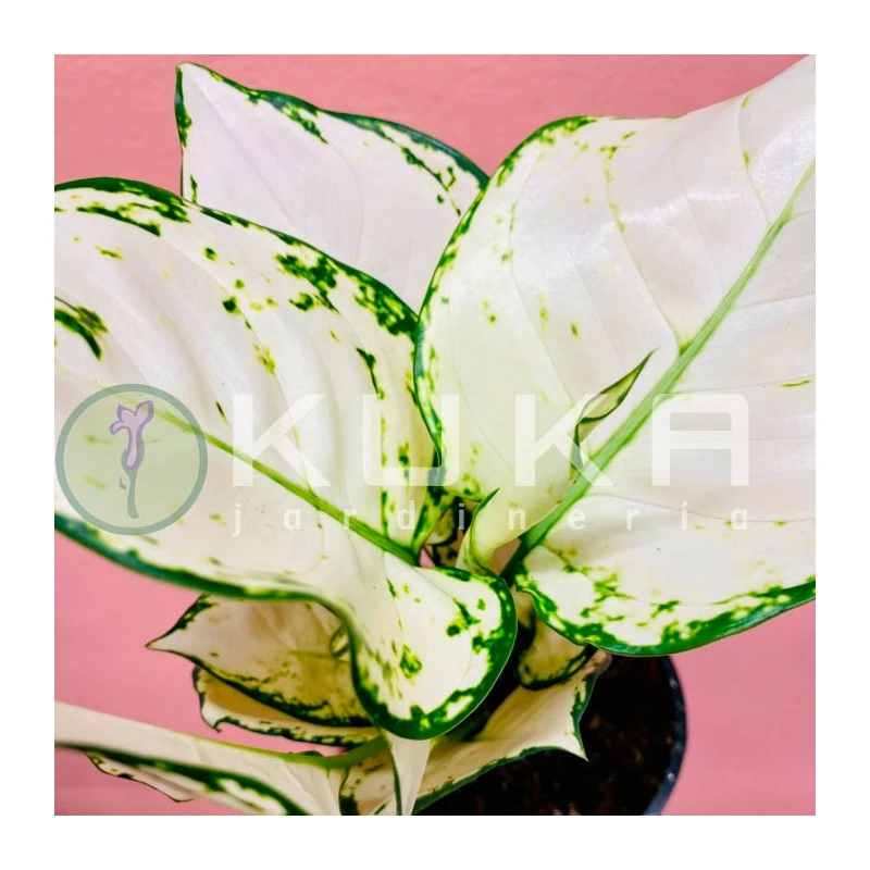 Aglaonema White Joy - Imagen 2
