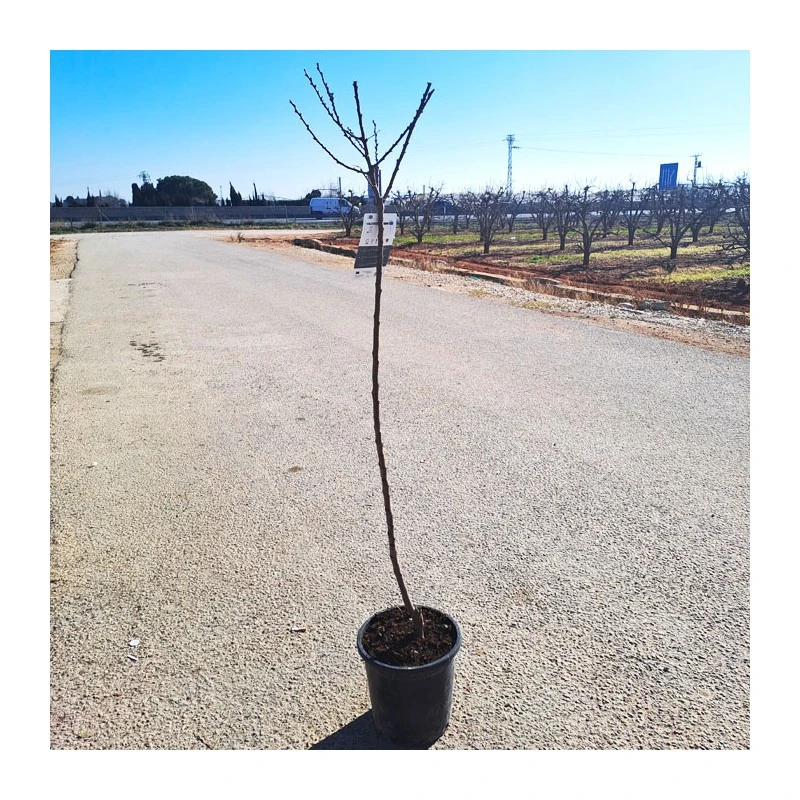 Albaricoque Bulida - Imagen 2