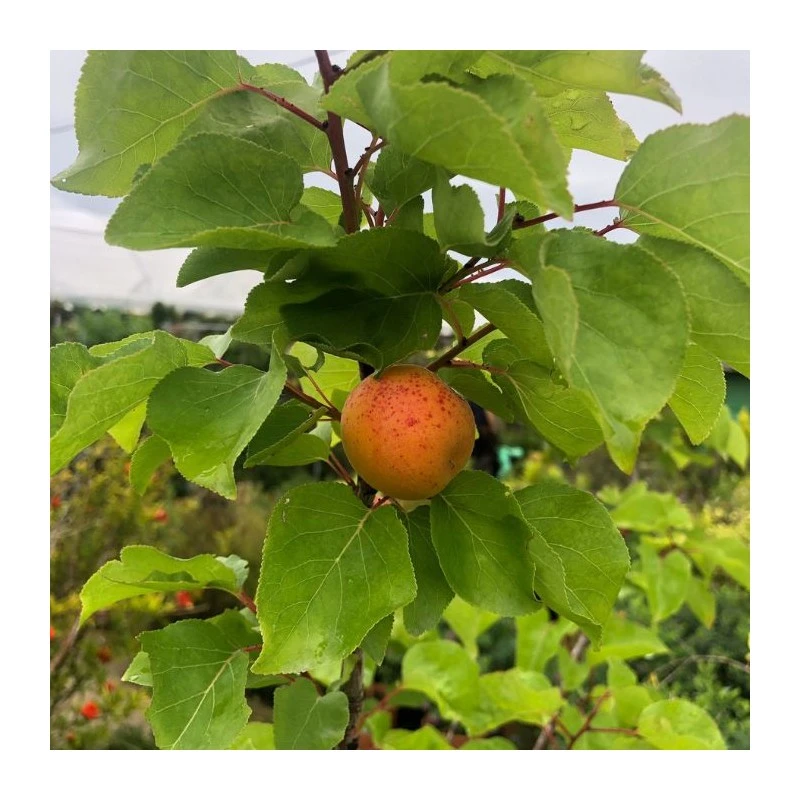 Albaricoque Bulida - Imagen 3