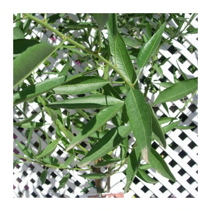 Almendro Marcona - Imagen 2