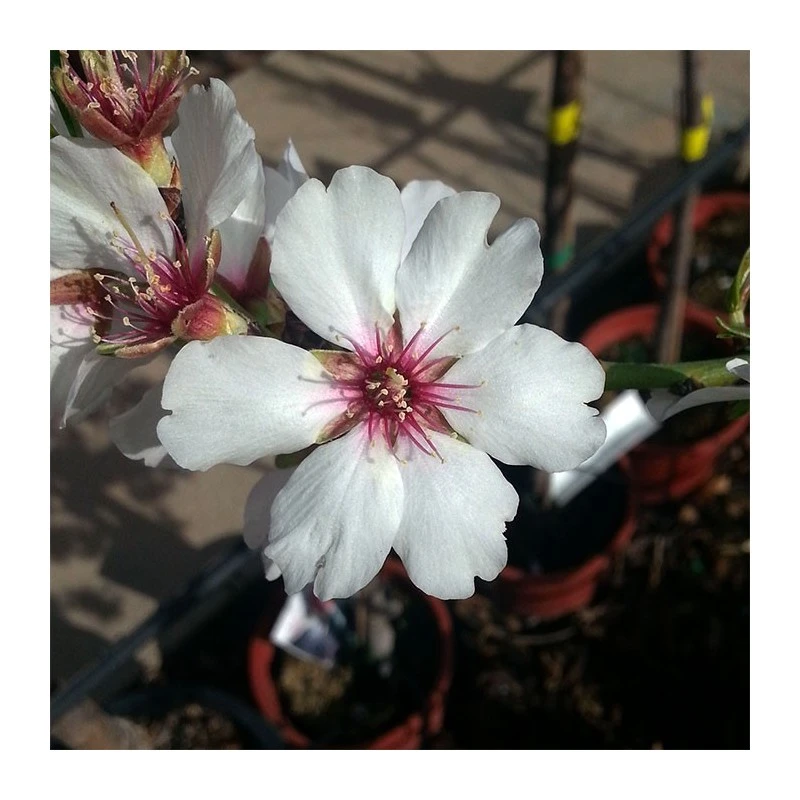 Almendro Marcona - Imagen 5