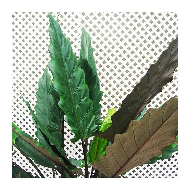 Alocasia. Alocasia Lauterbachiana - Imagen 2