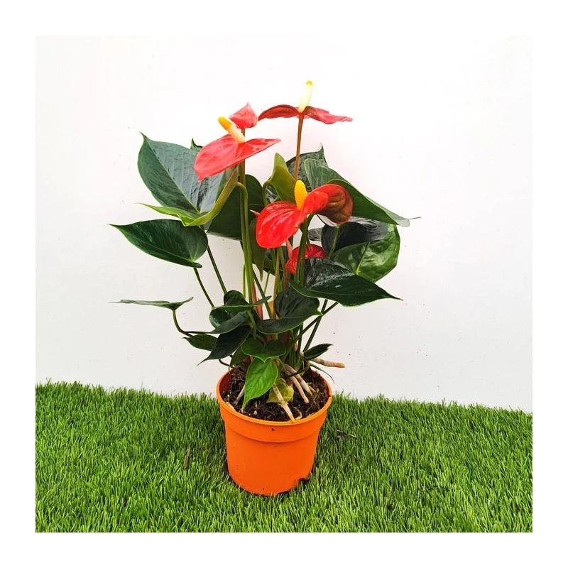 Anthurium Andreanum Orange - Imagen 2