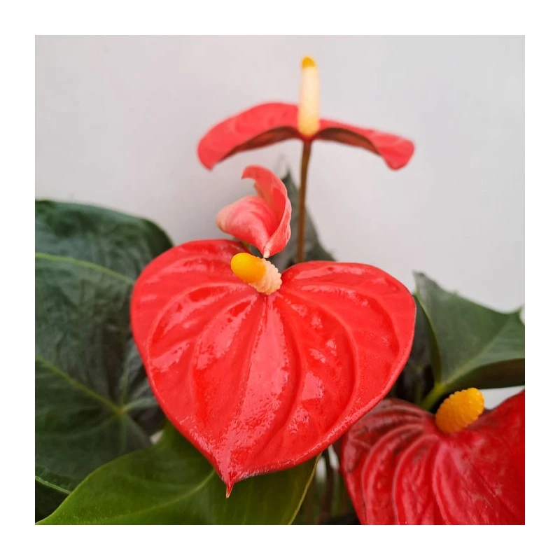 Anthurium Andreanum Orange - Imagen 3