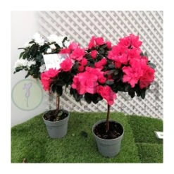 Azalea Copa