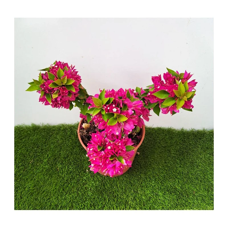Bougainvillea Mini Thai - Imagen 2