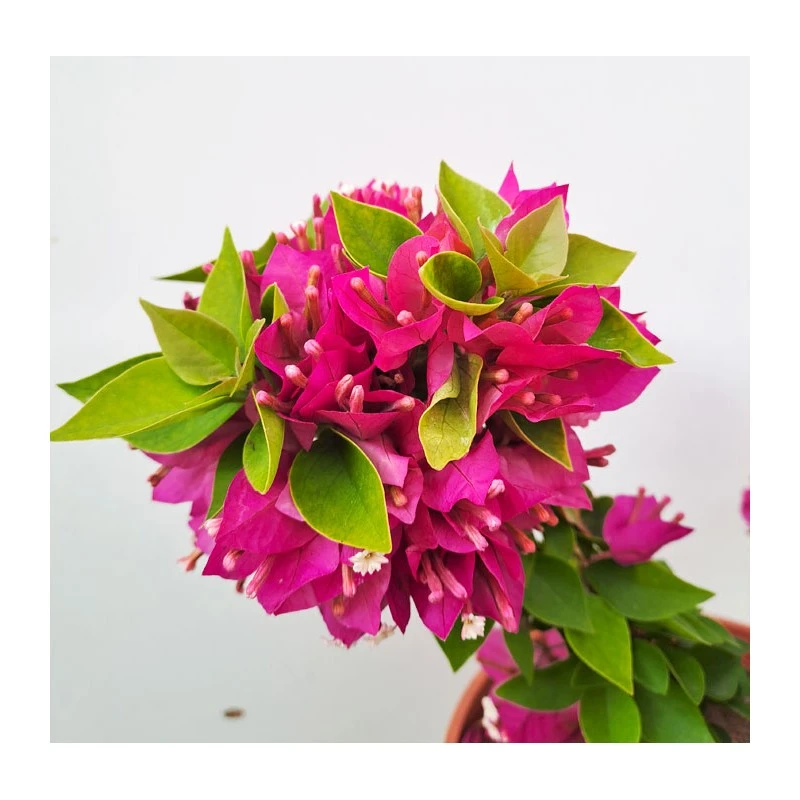 Bougainvillea Mini Thai - Imagen 3