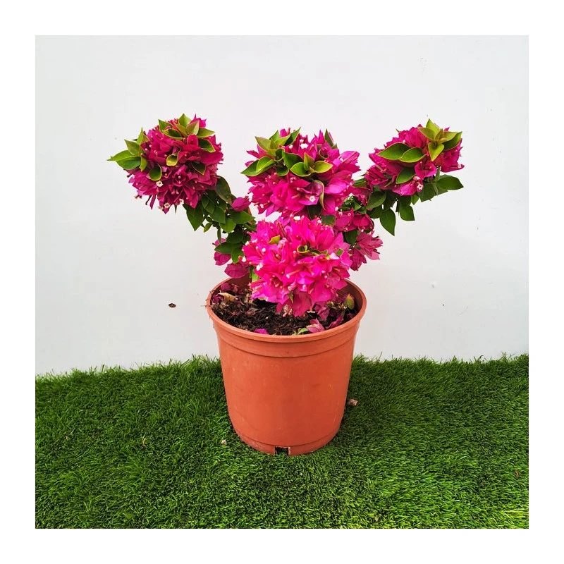 Bougainvillea Mini Thai
