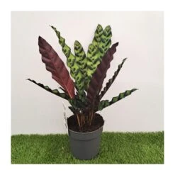 Calathea Lancifolia