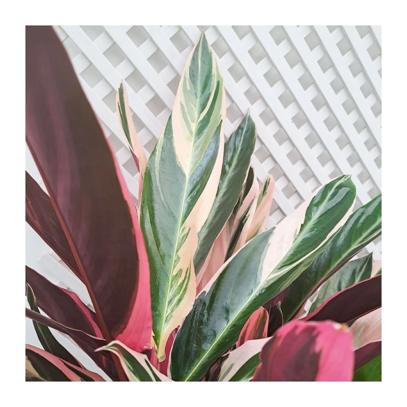 Calathea Stromanthe Triostar - Imagen 2