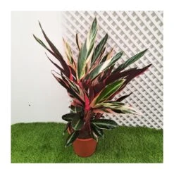 Calathea Stromanthe Triostar