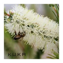 Callistemon White Salignus