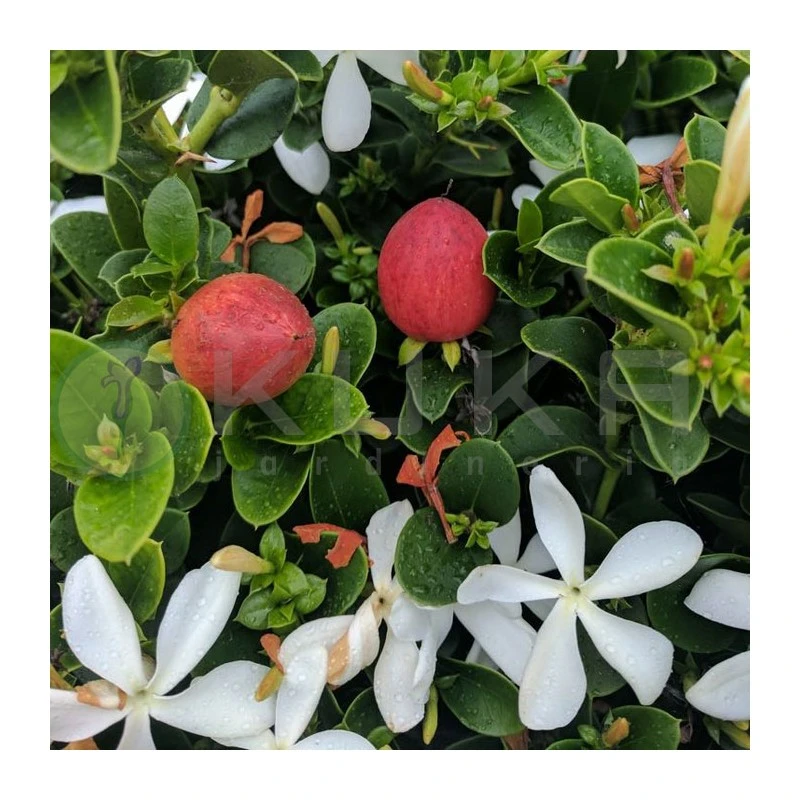 Carissa Macrocarpa Desert Star - Imagen 2