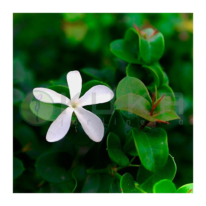 Carissa Macrocarpa Desert Star - Imagen 3