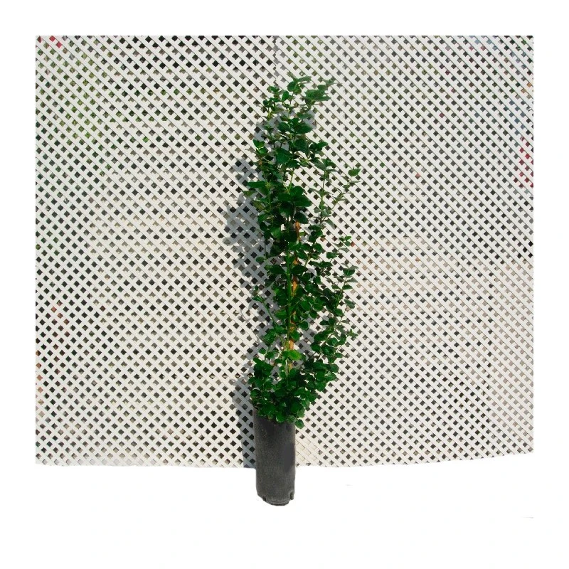 Carissa Macrocarpa Desert Star