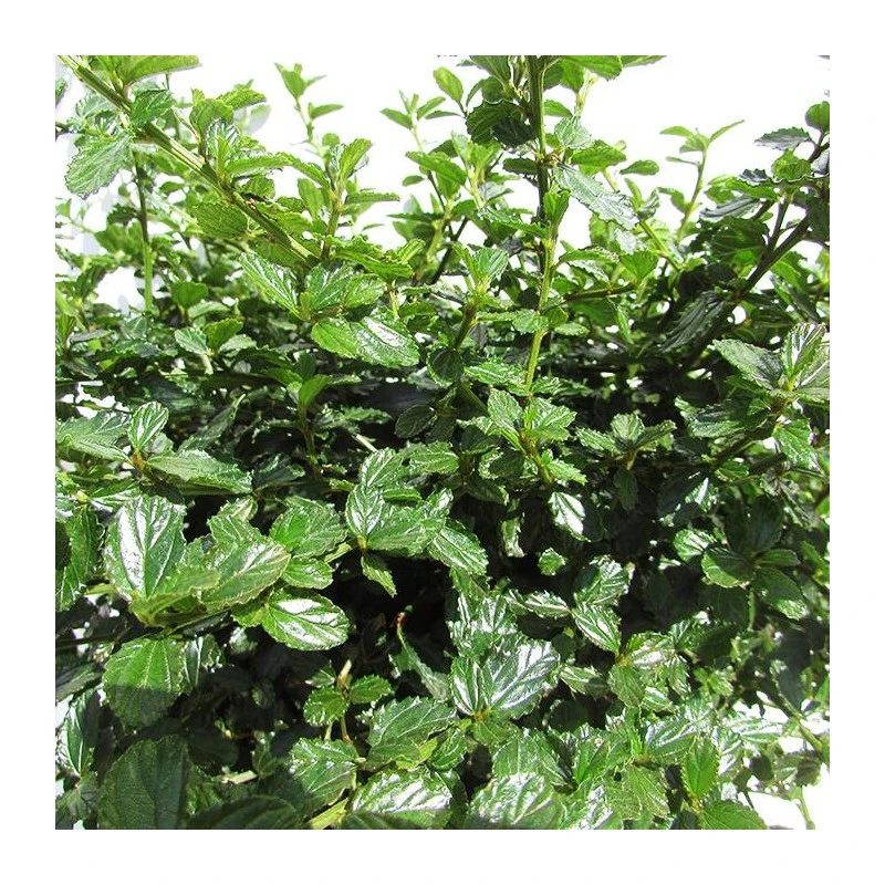 Ceanothus Thirsiflorus Repens - Imagen 3