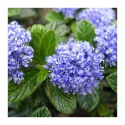Ceanothus Thirsiflorus Repens