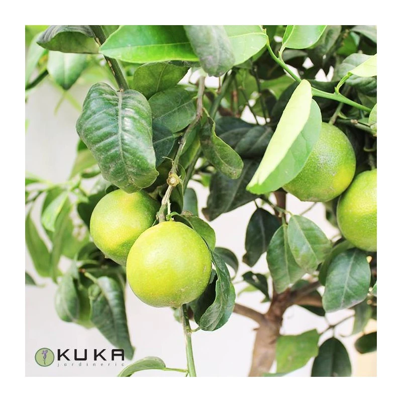 Citrus Limonia Osbeck - Imagen 2