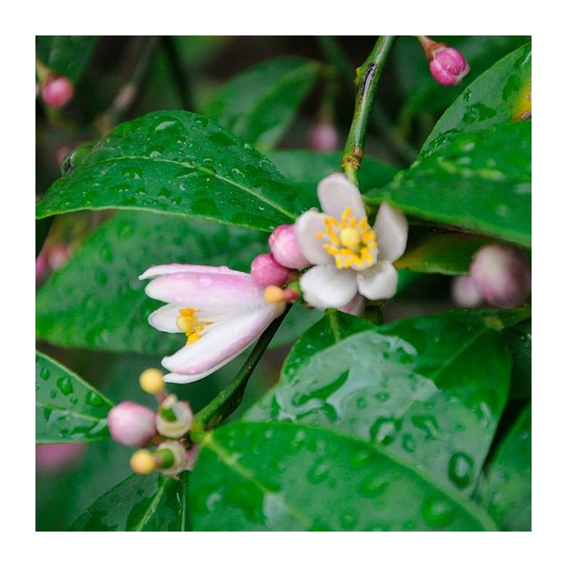 Citrus Limonia Osbeck - Imagen 5