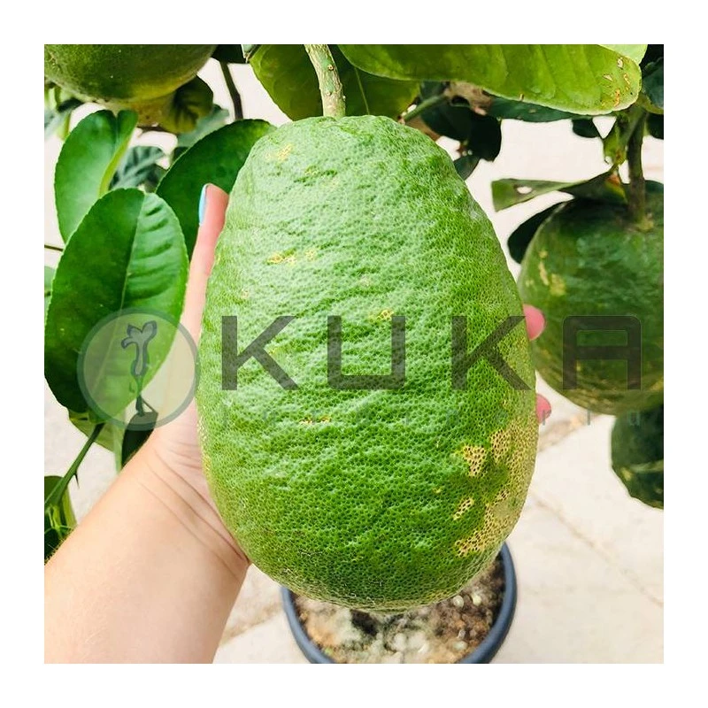 Citrus Medica Cidro - Imagen 2