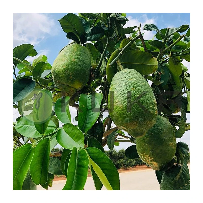 Citrus Medica Cidro - Imagen 3