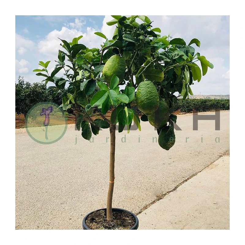 Citrus Medica Cidro - Imagen 5