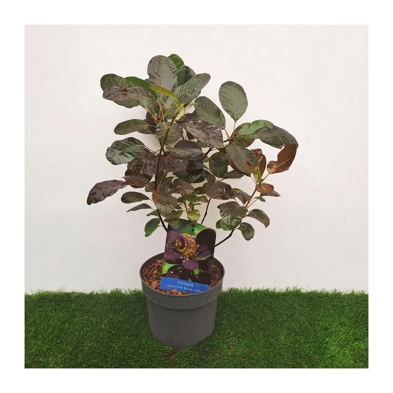 Cotinus Coggygria Royal Purple - Imagen 2