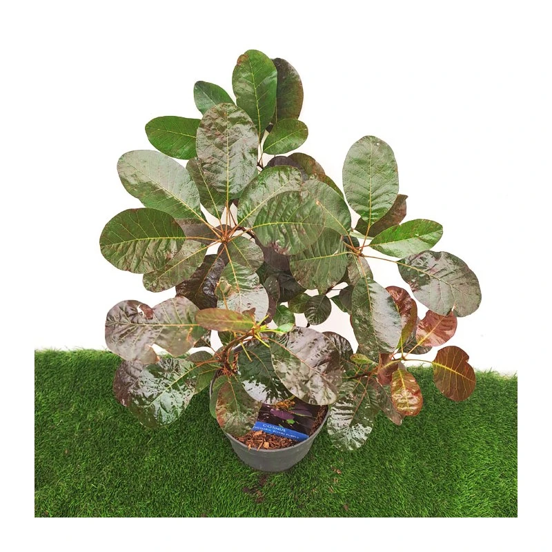 Cotinus Coggygria Royal Purple