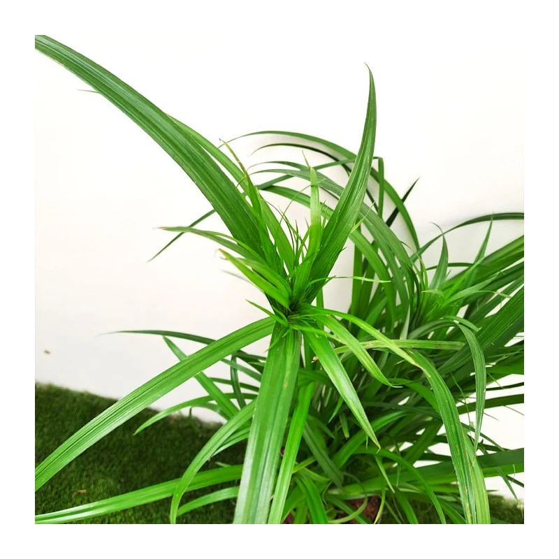 Cyperus Papirus - Imagen 2