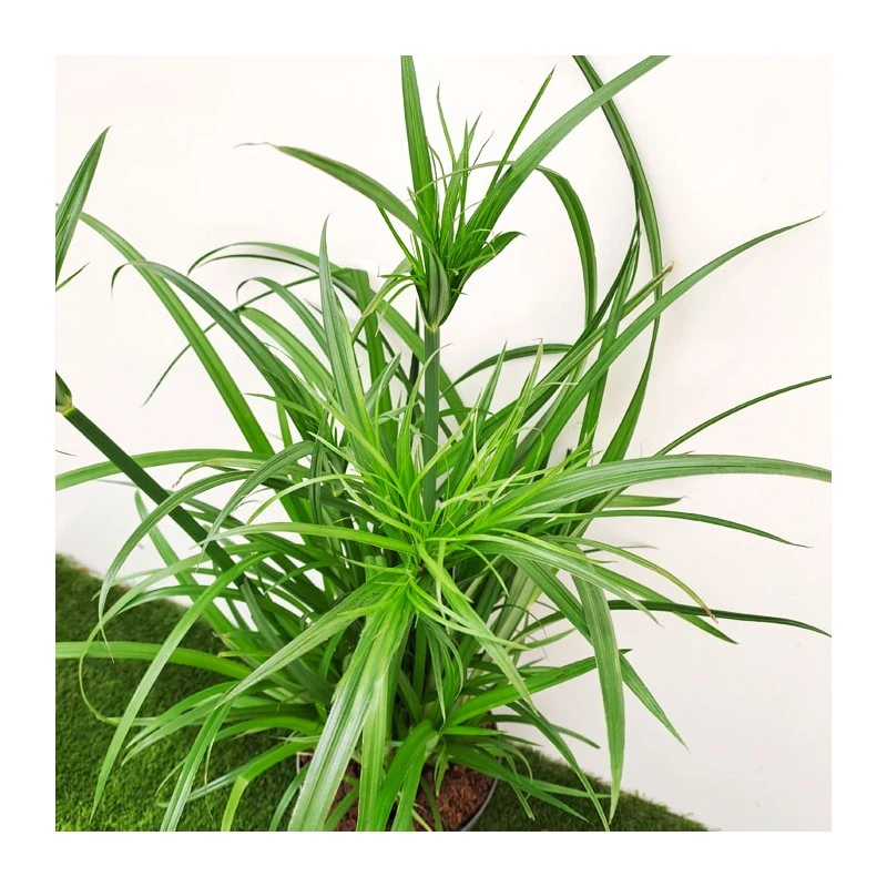 Cyperus Papirus - Imagen 3