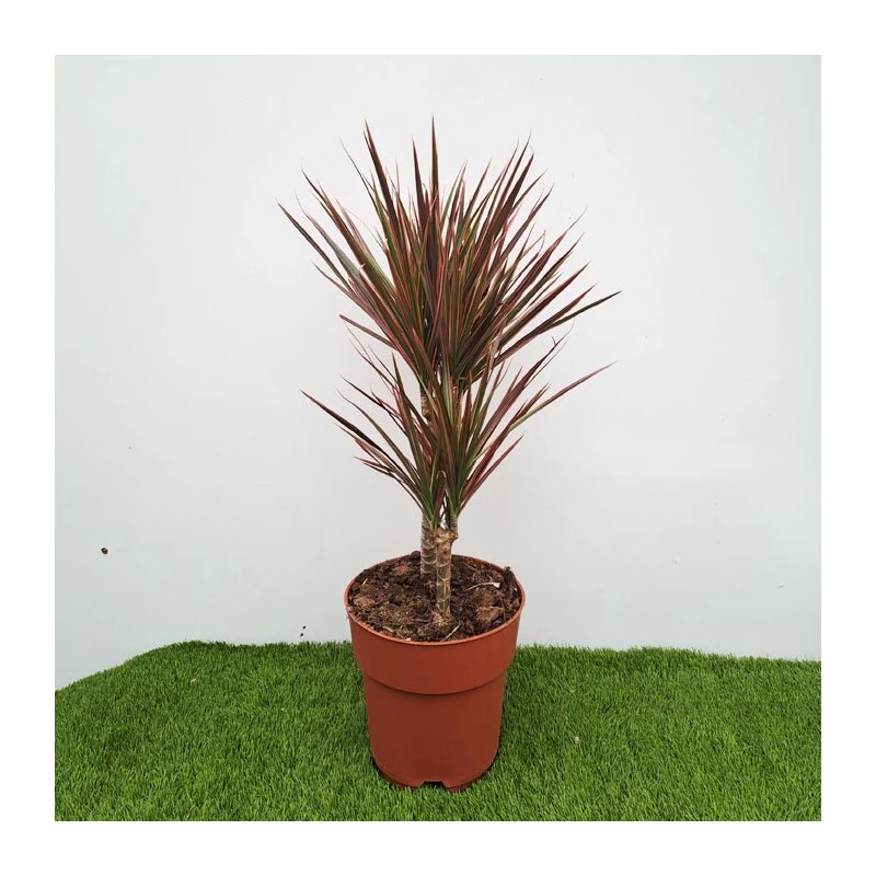 Dracaena Marginata Rainbow - Imagen 2