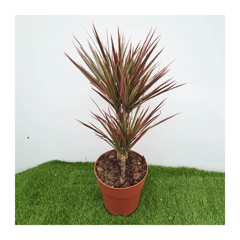 Dracaena Marginata Rainbow