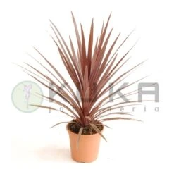 Dracena Australis Red Star