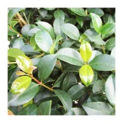 Eugenia New Port Pirámide