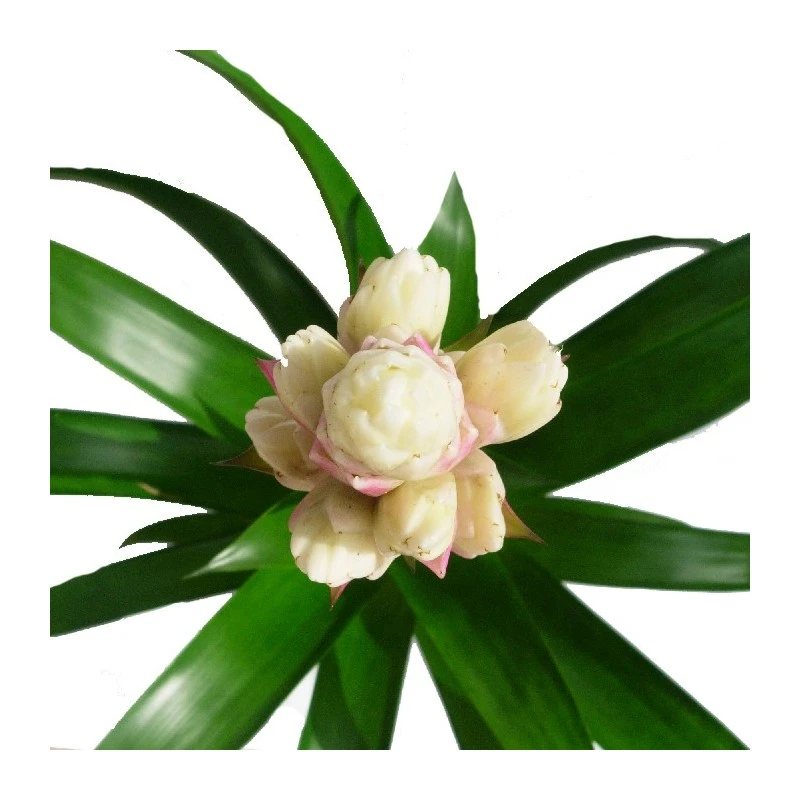 Guzmania Candy - Imagen 2