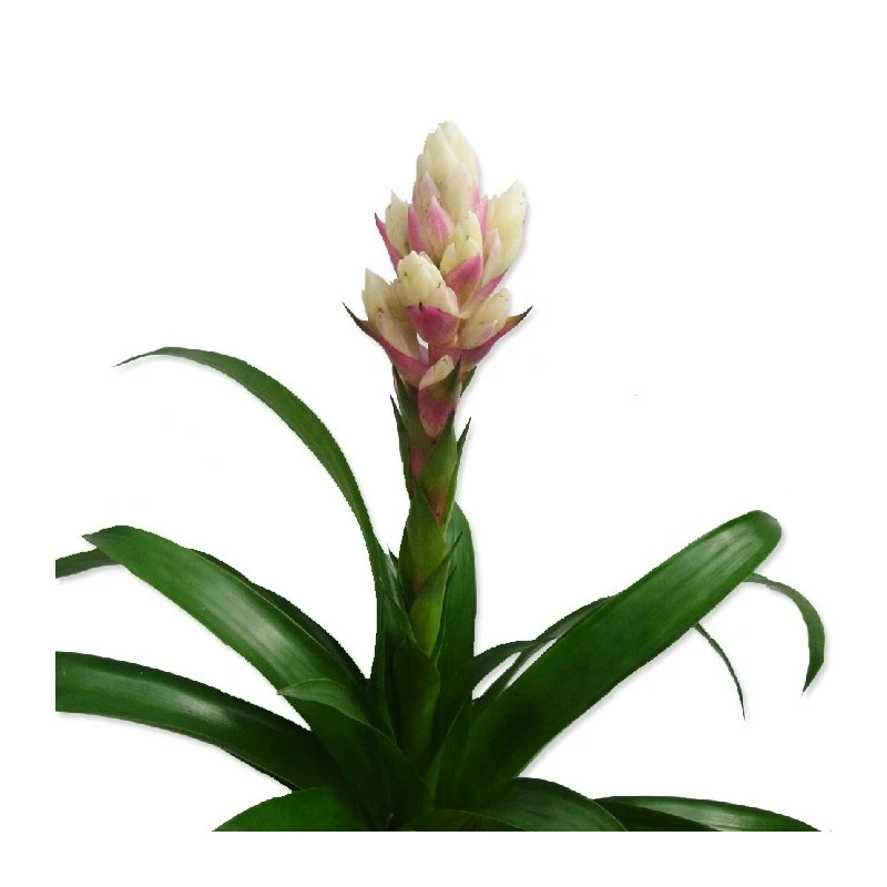 Guzmania Candy - Imagen 3