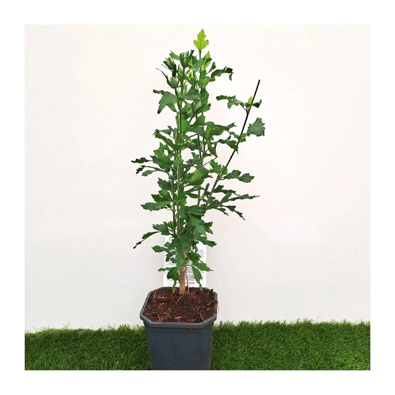 Hibiscus Syriacus Azul - Imagen 2