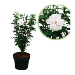 Hibiscus Syriacus Flor Doble Blanca