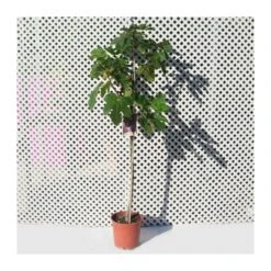 Higuera Toro Sentado