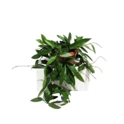 Hoya Carnosa Gracilis