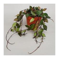 Hoya Kroniana Black Leaves