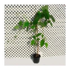 Kiwi Autofertil Kiwiño