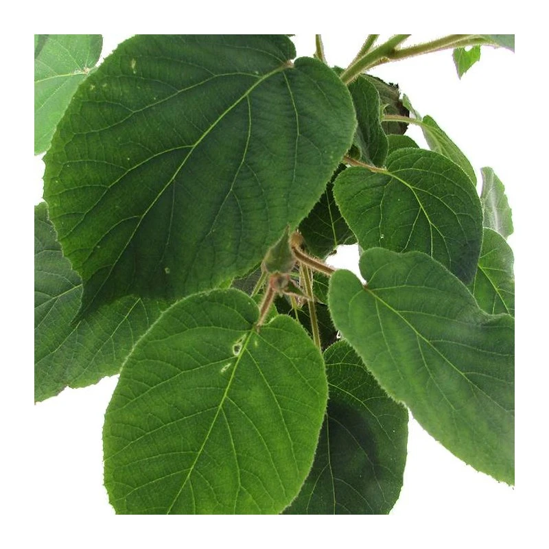 Kiwi Tomuri P1 Macho - Imagen 2