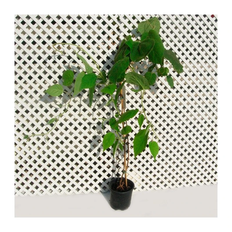 Kiwiño Arguta Weiki