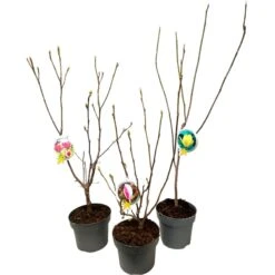 Magnolia Denudata Fragant Cloud