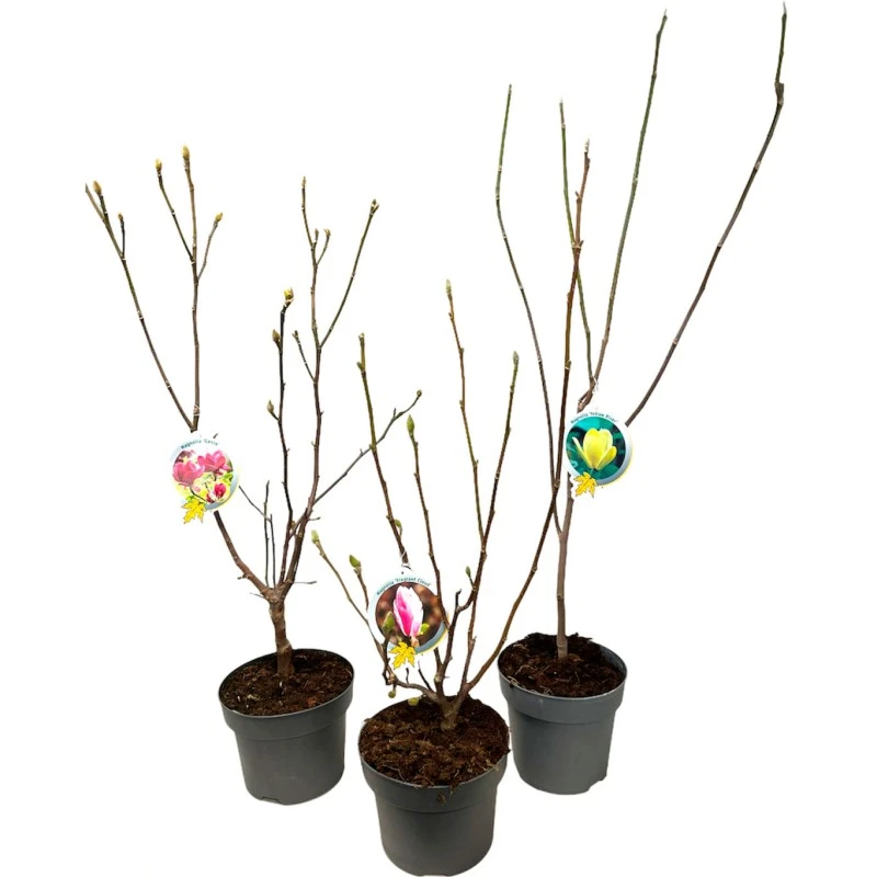 Magnolia Denudata Fragant Cloud