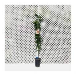 Mandarino Clemenules