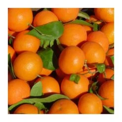 Mandarino Clemenvilla